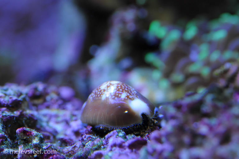 Name:  cowrie-money.jpg
Views: 518
Size:  149.5 KB