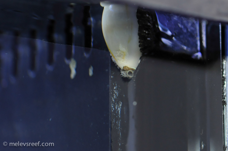 Name:  cowrie-white.jpg
Views: 513
Size:  96.9 KB