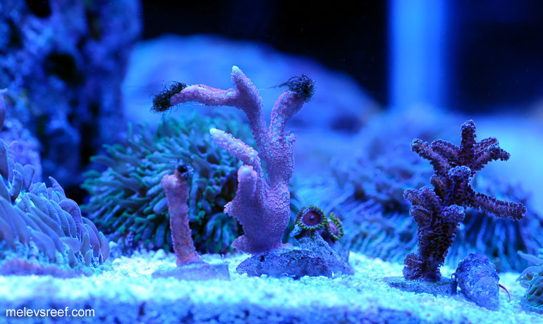 Name:  60g-pink-digitata.jpg
Views: 536
Size:  157.6 KB