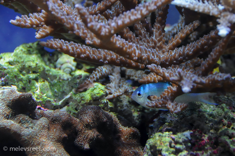 Name:  chromis.jpg
Views: 494
Size:  248.9 KB