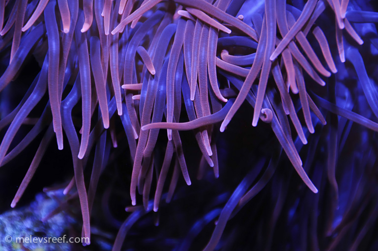Name:  60g-rbta-tentacles.jpg
Views: 583
Size:  194.8 KB