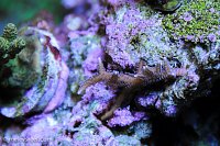 Click image for larger version

Name:	birdsnest-twig-0110.jpg
Views:	331
Size:	215.8 KB
ID:	9249