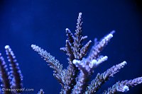 Click image for larger version

Name:	blue-tipped-stag.jpg
Views:	330
Size:	120.5 KB
ID:	9252