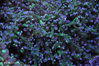Click image for larger version

Name:	frogspawn-td.jpg
Views:	348
Size:	236.1 KB
ID:	9259