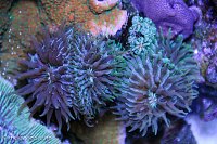 Click image for larger version

Name:	fungia-plates.jpg
Views:	334
Size:	211.0 KB
ID:	9260
