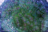 Click image for larger version

Name:	green-chalice-topdown.jpg
Views:	328
Size:	158.5 KB
ID:	9261