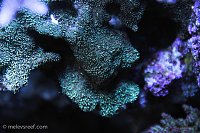 Click image for larger version

Name:	green-pavona.jpg
Views:	295
Size:	98.4 KB
ID:	9262