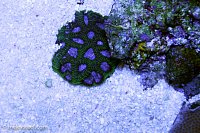Click image for larger version

Name:	green-purple-favia.jpg
Views:	318
Size:	225.7 KB
ID:	9263