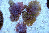 Click image for larger version

Name:	hammer-heads.jpg
Views:	329
Size:	211.9 KB
ID:	9264