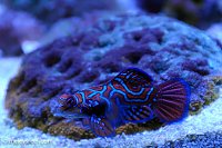 Click image for larger version

Name:	mandarin-echinata.jpg
Views:	311
Size:	147.3 KB
ID:	9265