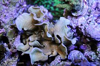 Click image for larger version

Name:	pavona-scroll.jpg
Views:	314
Size:	235.9 KB
ID:	9268