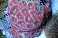 Click image for larger version

Name:	red-green-acans.jpg
Views:	317
Size:	206.2 KB
ID:	9269