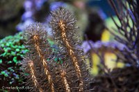 Click image for larger version

Name:	sea-gorg-long-island-aq.jpg
Views:	304
Size:	147.5 KB
ID:	9272
