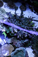 Click image for larger version

Name:	staghorn-colony-td.jpg
Views:	324
Size:	255.3 KB
ID:	9274