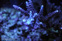 Click image for larger version

Name:	staghorn-newest-growth.jpg
Views:	305
Size:	133.1 KB
ID:	9275