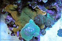 Click image for larger version

Name:	sunset-montipora-area.jpg
Views:	306
Size:	265.8 KB
ID:	9276