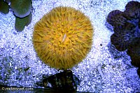 Click image for larger version

Name:	td_orange_plate-2.jpg
Views:	302
Size:	247.4 KB
ID:	9277