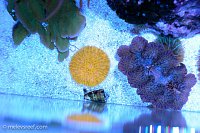Click image for larger version

Name:	td_orange_plate.jpg
Views:	326
Size:	219.7 KB
ID:	9278