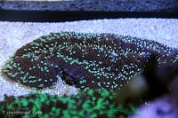Click image for larger version

Name:	tongue-coral-healing.jpg
Views:	317
Size:	183.2 KB
ID:	9279