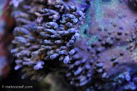 Click image for larger version

Name:	unknown-acro.jpg
Views:	324
Size:	130.6 KB
ID:	9280