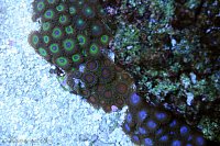 Click image for larger version

Name:	zoas-3colors.jpg
Views:	311
Size:	215.6 KB
ID:	9283