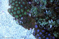 Click image for larger version

Name:	zoas-3colors.jpg
Views:	109
Size:	215.6 KB
ID:	9283