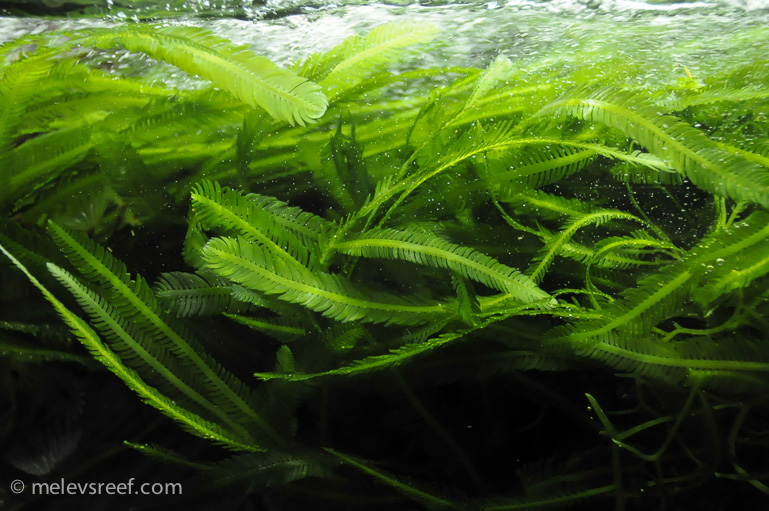 Name:  feather-caulerpa.jpg
Views: 1089
Size:  225.8 KB