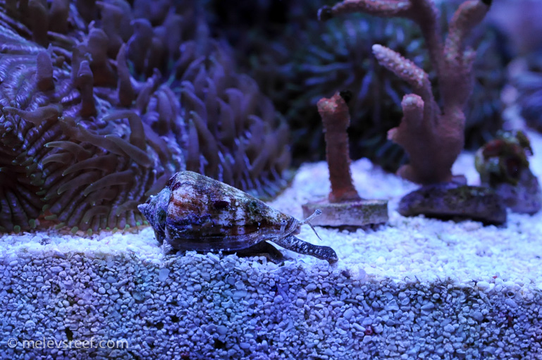 Name:  fighting-conch-eyes.jpg
Views: 990
Size:  254.7 KB