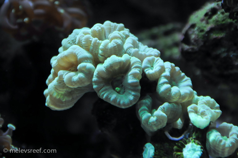Name:  kryptonite-candycane.jpg
Views: 998
Size:  156.2 KB