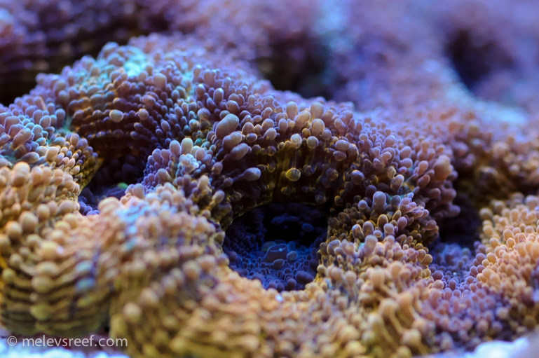 Name:  orange-crush-echinata.jpg
Views: 1022
Size:  221.3 KB