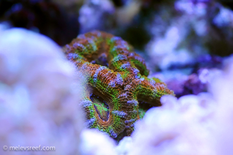 Name:  rainbow-acan.jpg
Views: 983
Size:  107.8 KB
