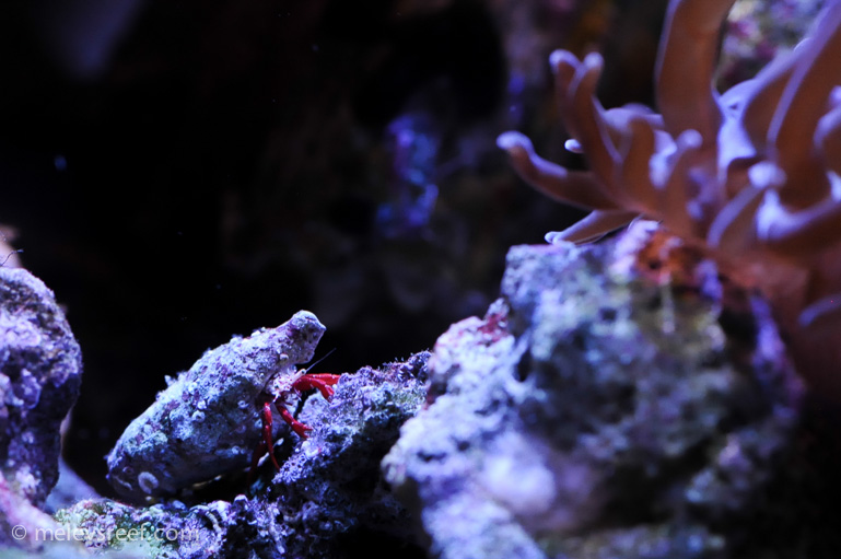 Name:  redleg-crab.jpg
Views: 908
Size:  162.5 KB
