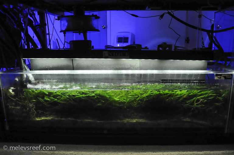 Name:  refugium.jpg
Views: 4588
Size:  169.5 KB