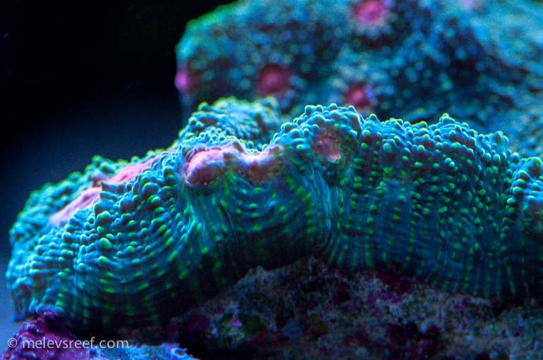 Name:  chalice-green-MLU.jpg
Views: 405
Size:  276.9 KB