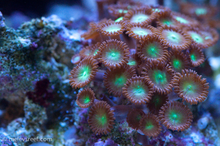 Name:  zoas-MLU.jpg
Views: 443
Size:  264.7 KB