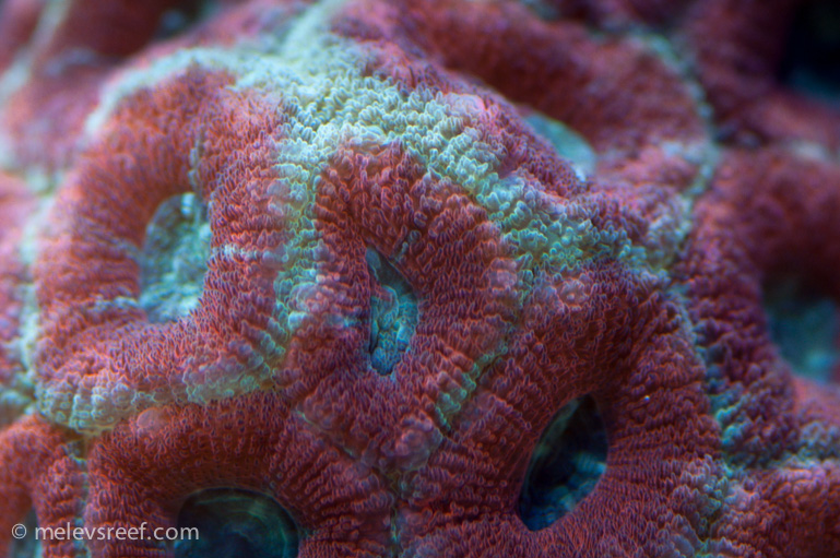 Name:  super-macros.jpg
Views: 424
Size:  242.2 KB