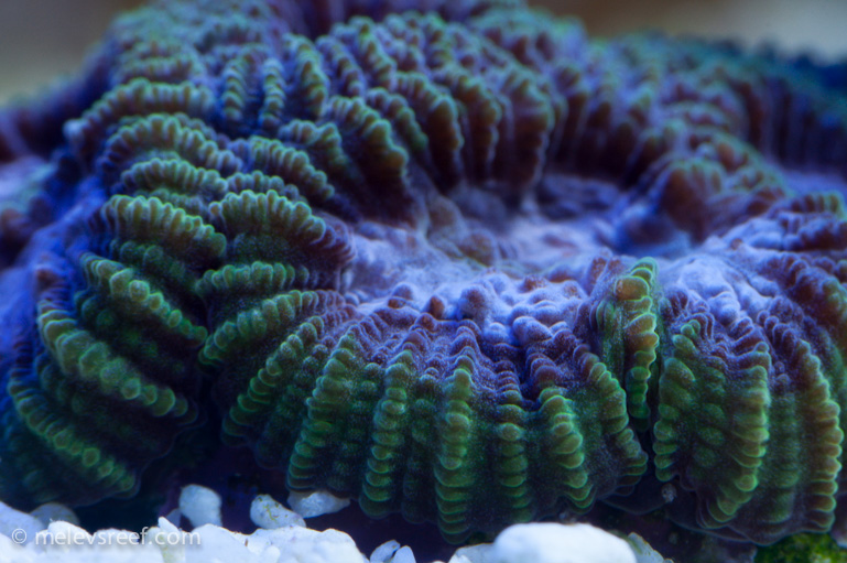 Name:  stacked-purple-fav.jpg
Views: 464
Size:  213.4 KB