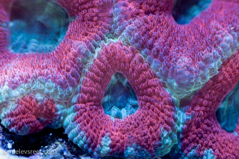 Name:  tube-acan.jpg
Views: 396
Size:  105.8 KB