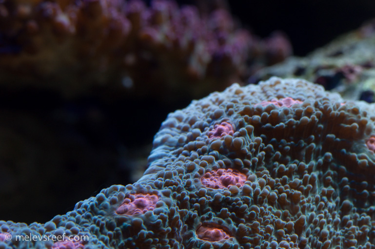 Name:  stacked-chalice-lip.jpg
Views: 450
Size:  189.8 KB