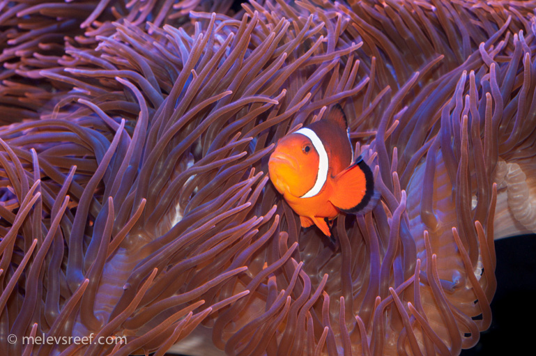 Name:  clownfish.jpg
Views: 1394
Size:  264.8 KB