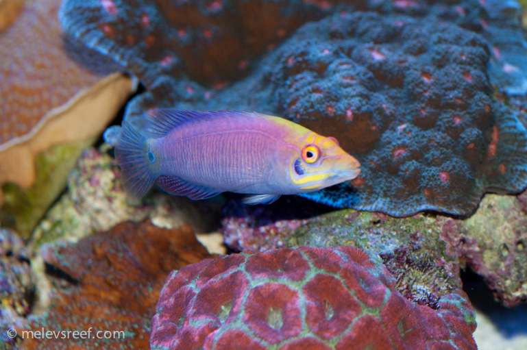 Name:  mystery-wrasse.jpg
Views: 355
Size:  233.7 KB