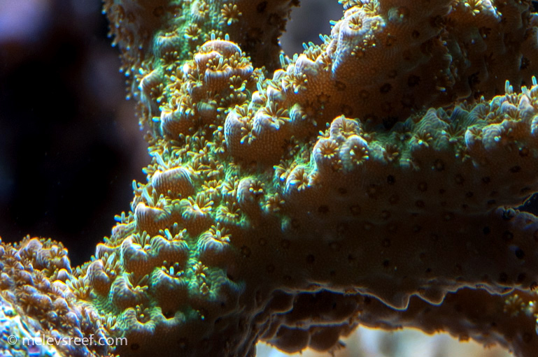 Name:  acro-polyps-ooo.jpg
Views: 1963
Size:  179.3 KB