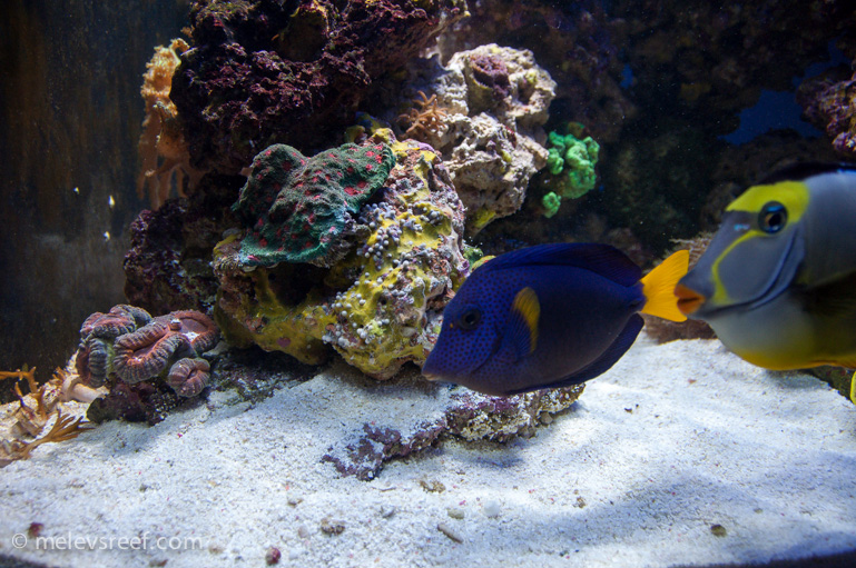 Name:  unknown-polyps.jpg
Views: 544
Size:  264.9 KB