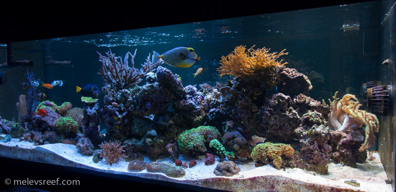 Name:  back-of-tank-day76.jpg
Views: 508
Size:  200.9 KB