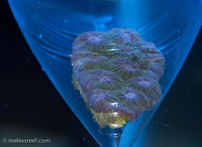 Name:  diploastrea.jpg
Views: 516
Size:  176.2 KB