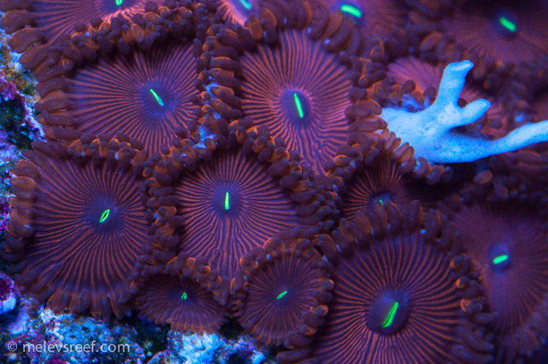 Name:  red-zoas770.jpg
Views: 373
Size:  275.2 KB