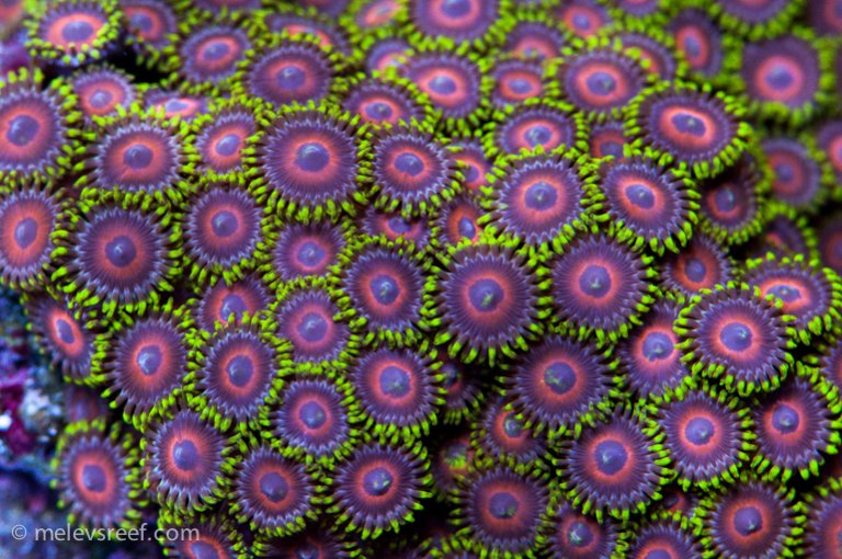 Name:  zoas-plus-white770.jpg
Views: 663
Size:  122.3 KB