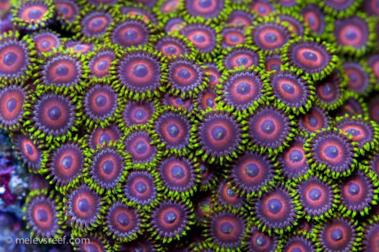 Name:  zoas-plus-white770.jpg
Views: 560
Size:  122.3 KB