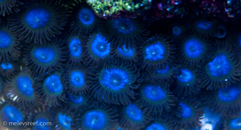 Name:  blue-zoas770.jpg
Views: 324
Size:  197.7 KB