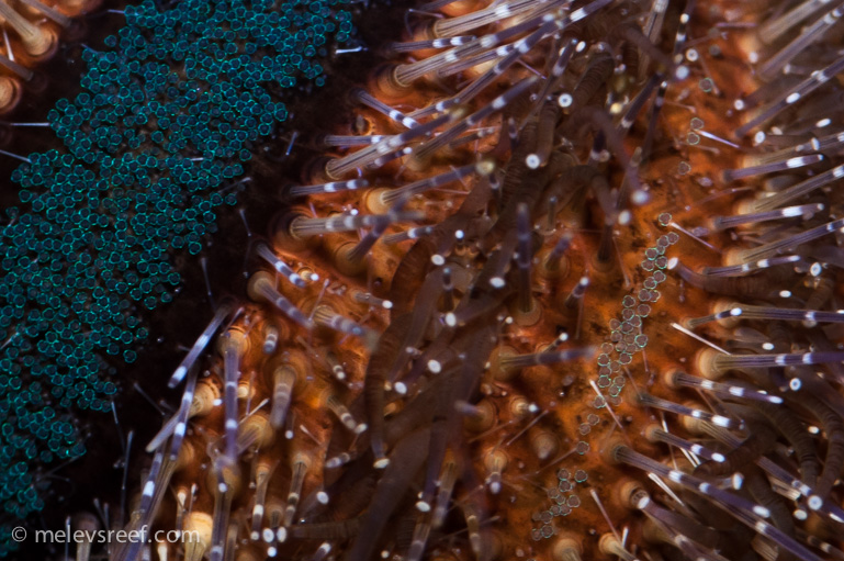 Name:  urchin-bonus-2.jpg
Views: 496
Size:  249.2 KB